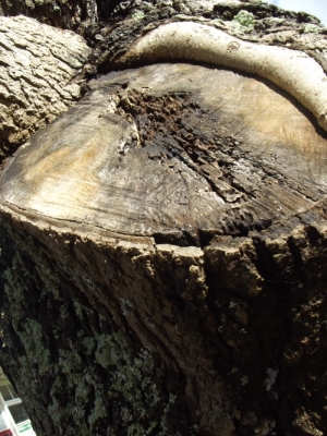 tree-trunk