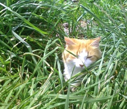 Olly In Grass