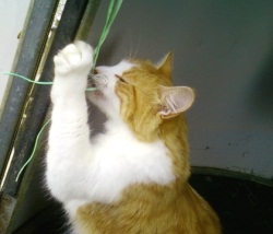 Olly With String